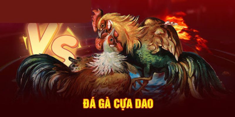 Đá Gà Cựa Dao - Những Màn Tranh Tài Đẳng Cấp Thế Giới